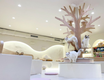 Discover The Coziest Cat & Pet Cafés In Hong Kong